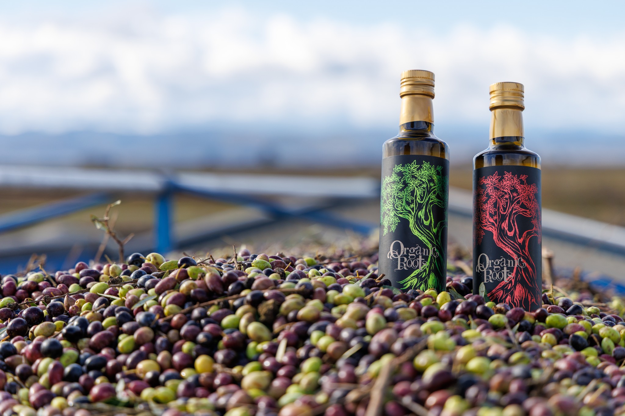 Organic Roots Extra Virgin Olive Oil Facebook ad: Organic Olive Oil Suppliers - California Olive Oil Producers