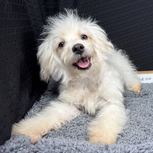 PuppySpot Facebook ad