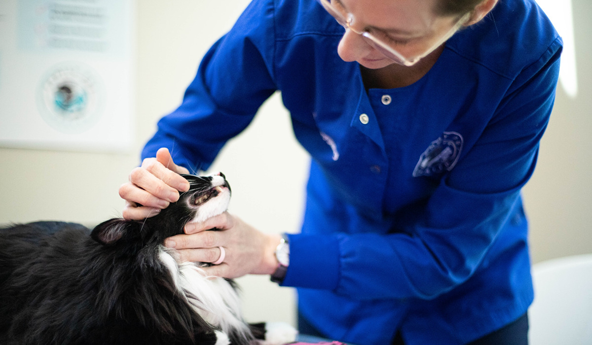 Nordahl Pet Clinic Facebook ad: Nordahl Pet Clinic is a small animal clinic…