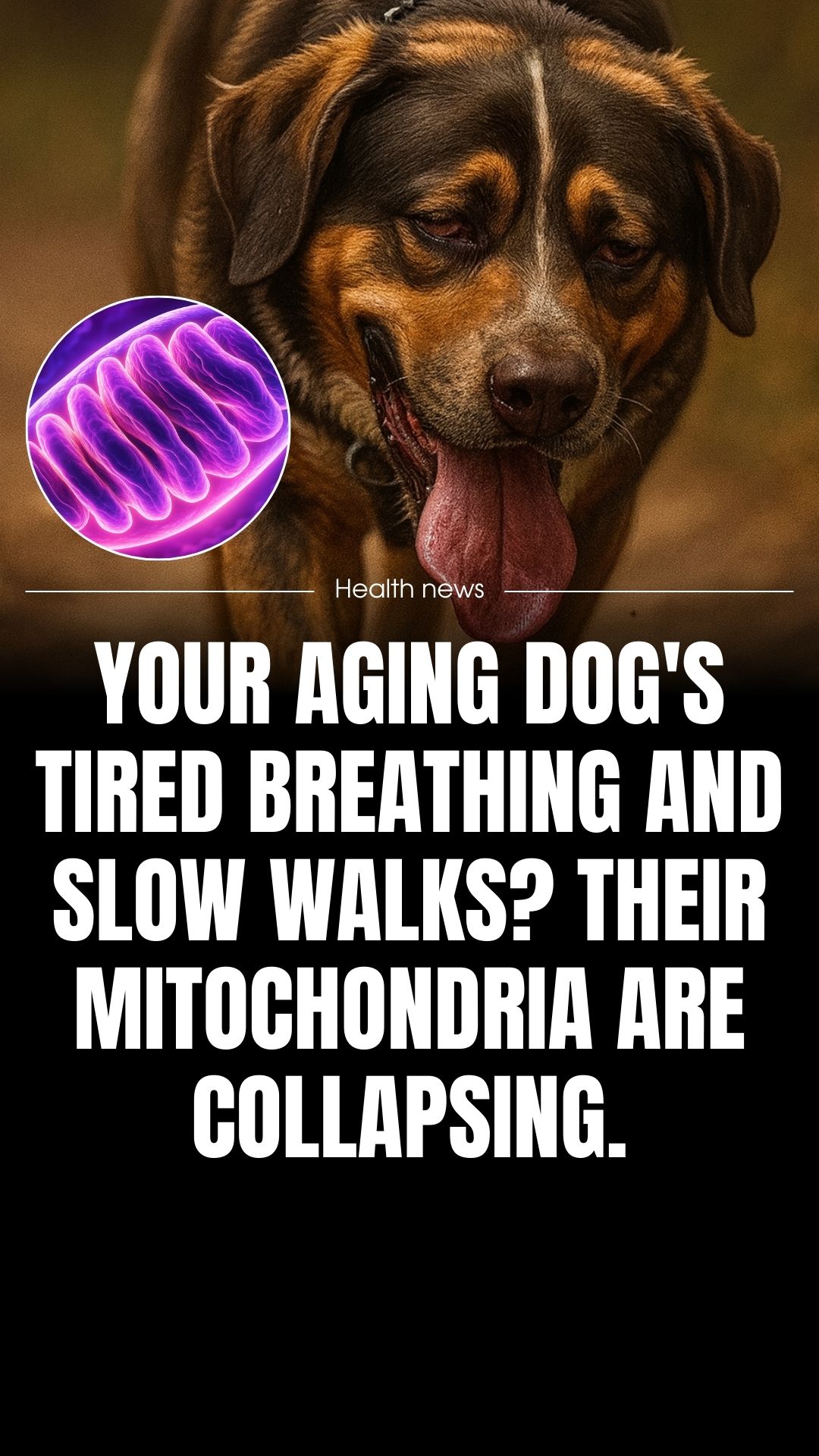 Vet-Approved Pet Products Facebook ad