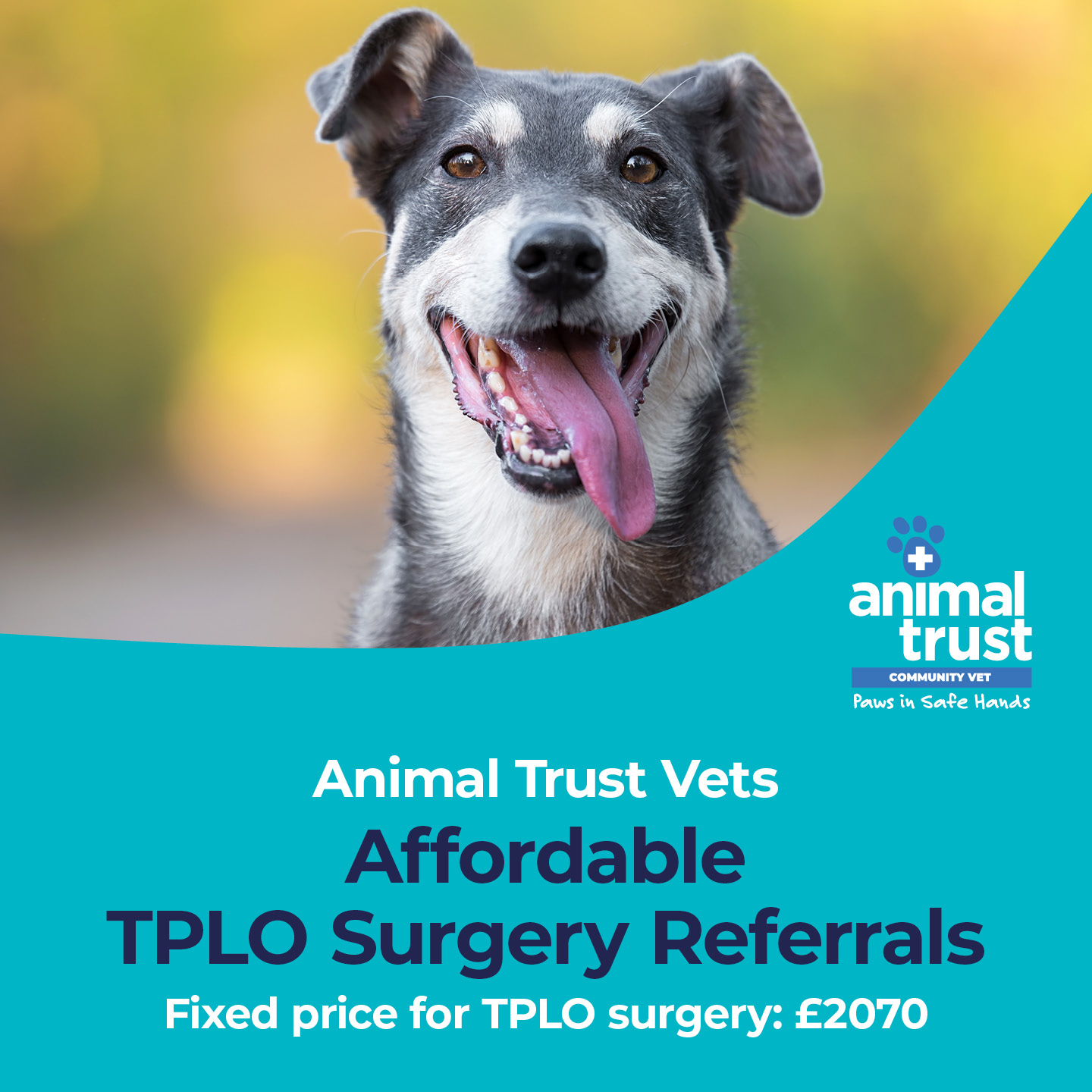 Animal Trust Vets Facebook ad