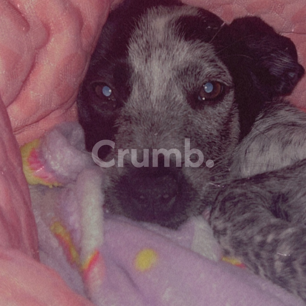Crumb. Facebook ad