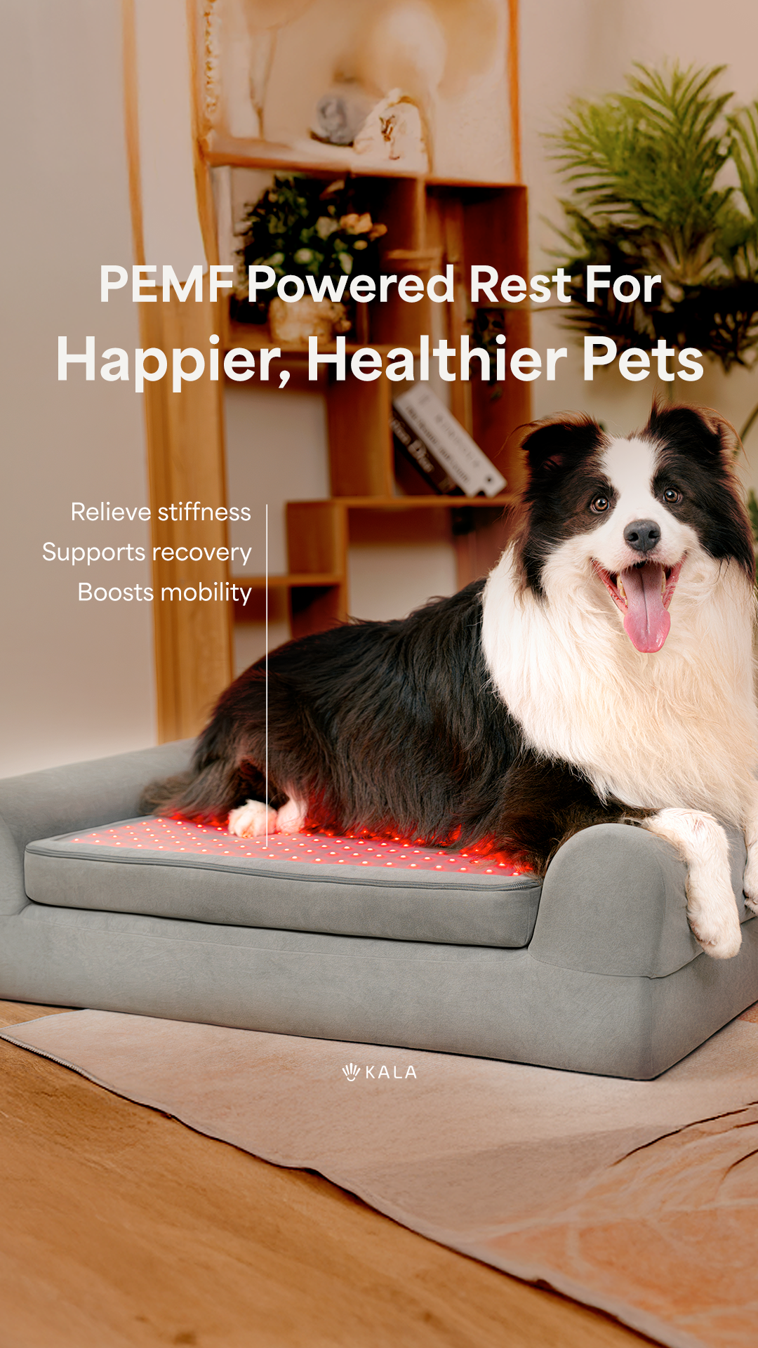 Buddie Pet Therapy Facebook ad