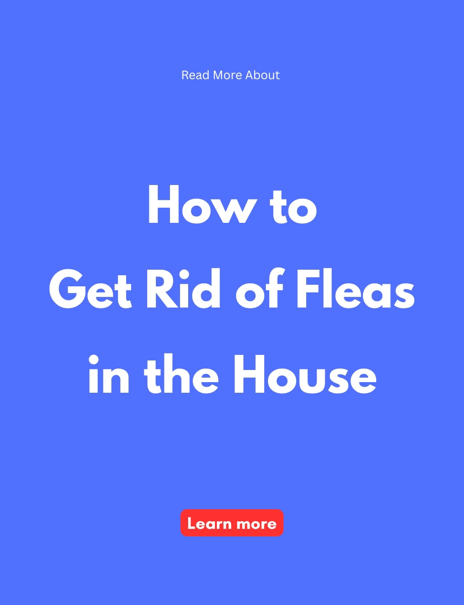 Knowledge Source Daily Facebook ad: Learn more about how to get rid of fleas in the house