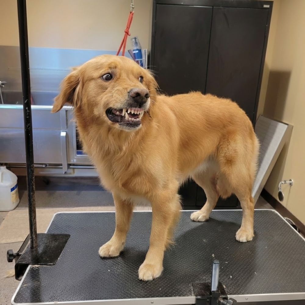 Pet Parent Confessions Facebook ad: Read if Your Dog Hates Nail Trims