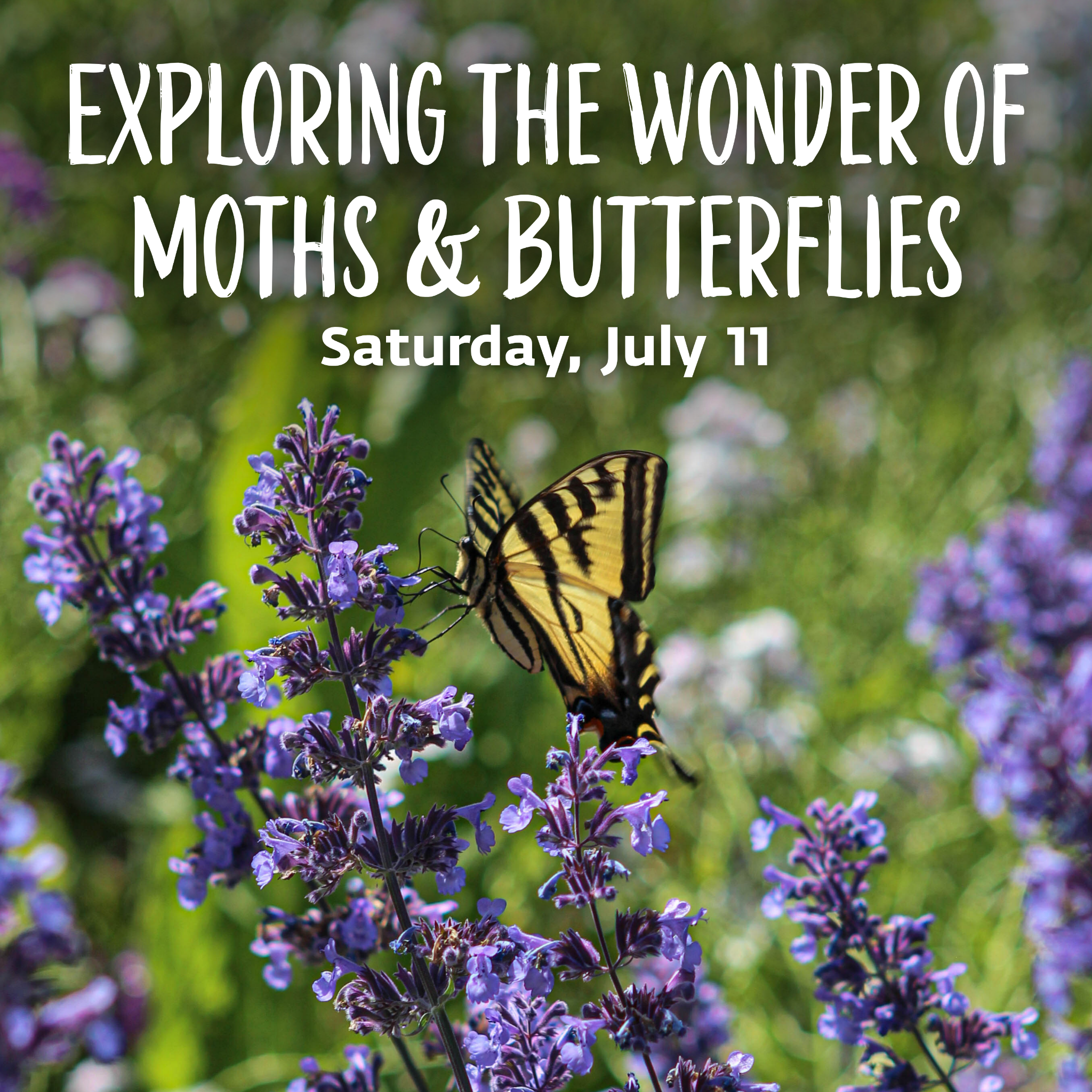 VanDusen Botanical Garden Facebook ad: Looking for things to do this summer?