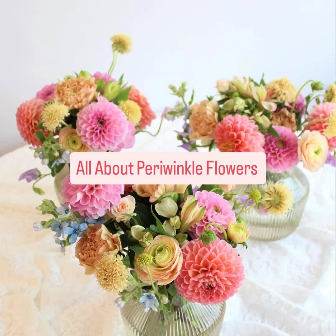 Periwinkle Flowers Facebook ad: Periwinkle Flowers is here to help you celebrate…