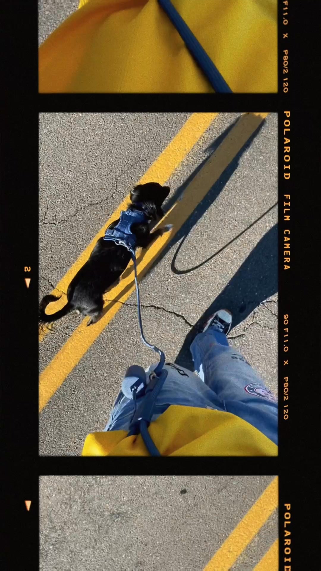 Wild One Facebook ad: Cute Essentials for Cute Pups