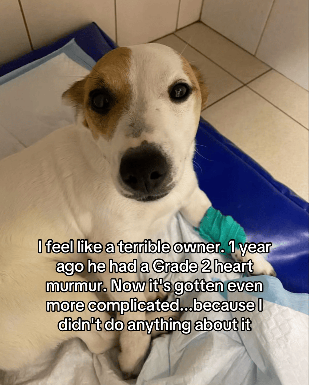 Renee Callahan Facebook ad: If your dog has a heart murmur, this is for you.