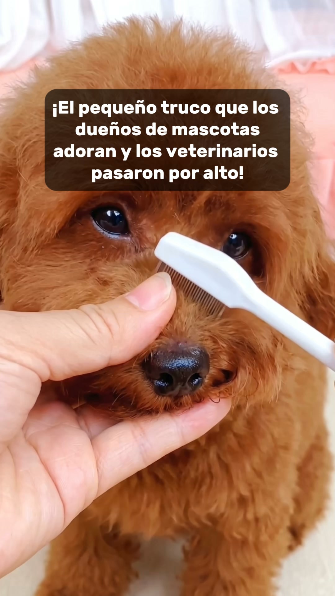 Paw Core Facebook ad: Dale a tu perro una vida sin pulgas ni garrapatas