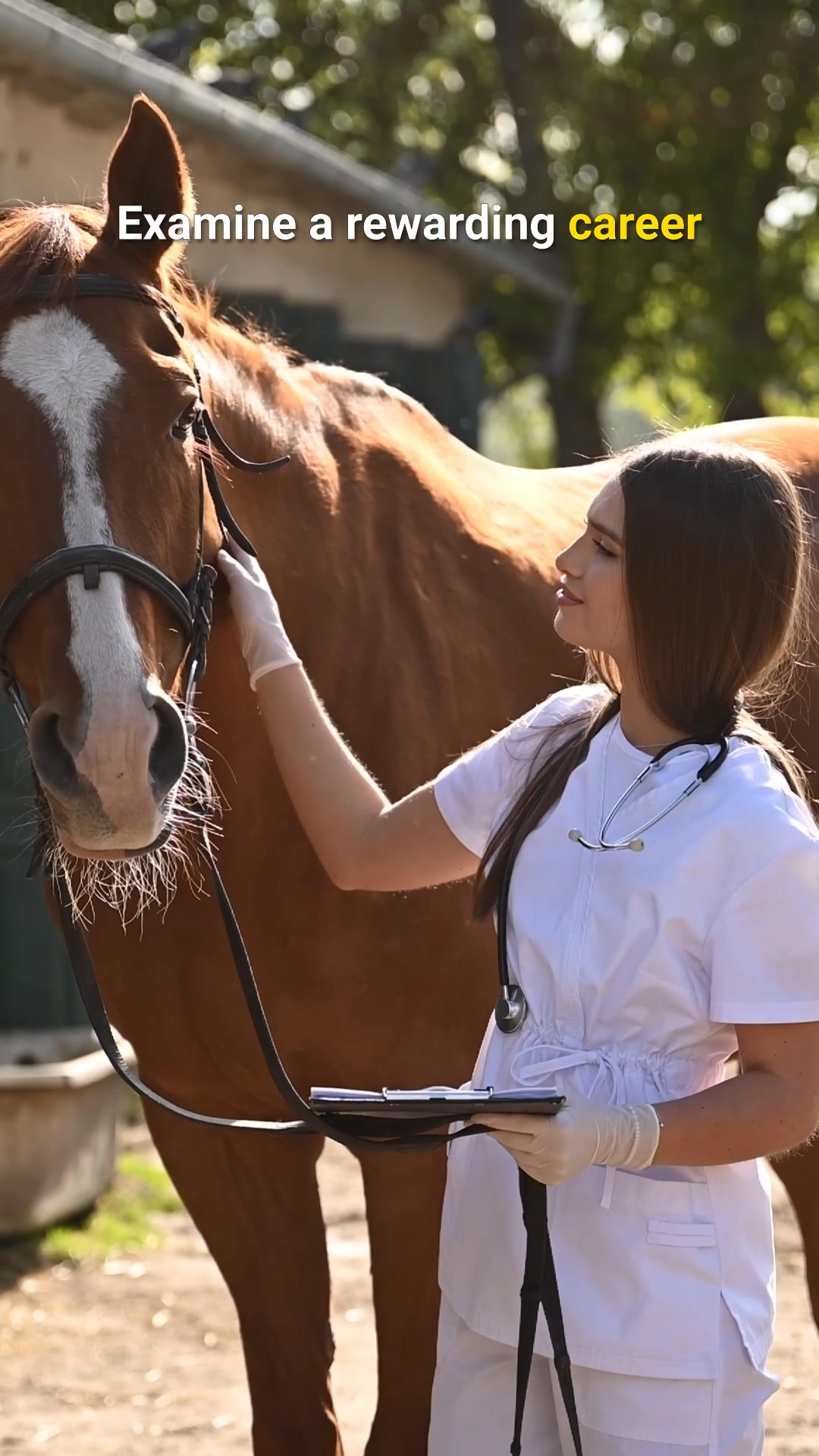Penn Foster Facebook ad: Online Veterinary Tech Program