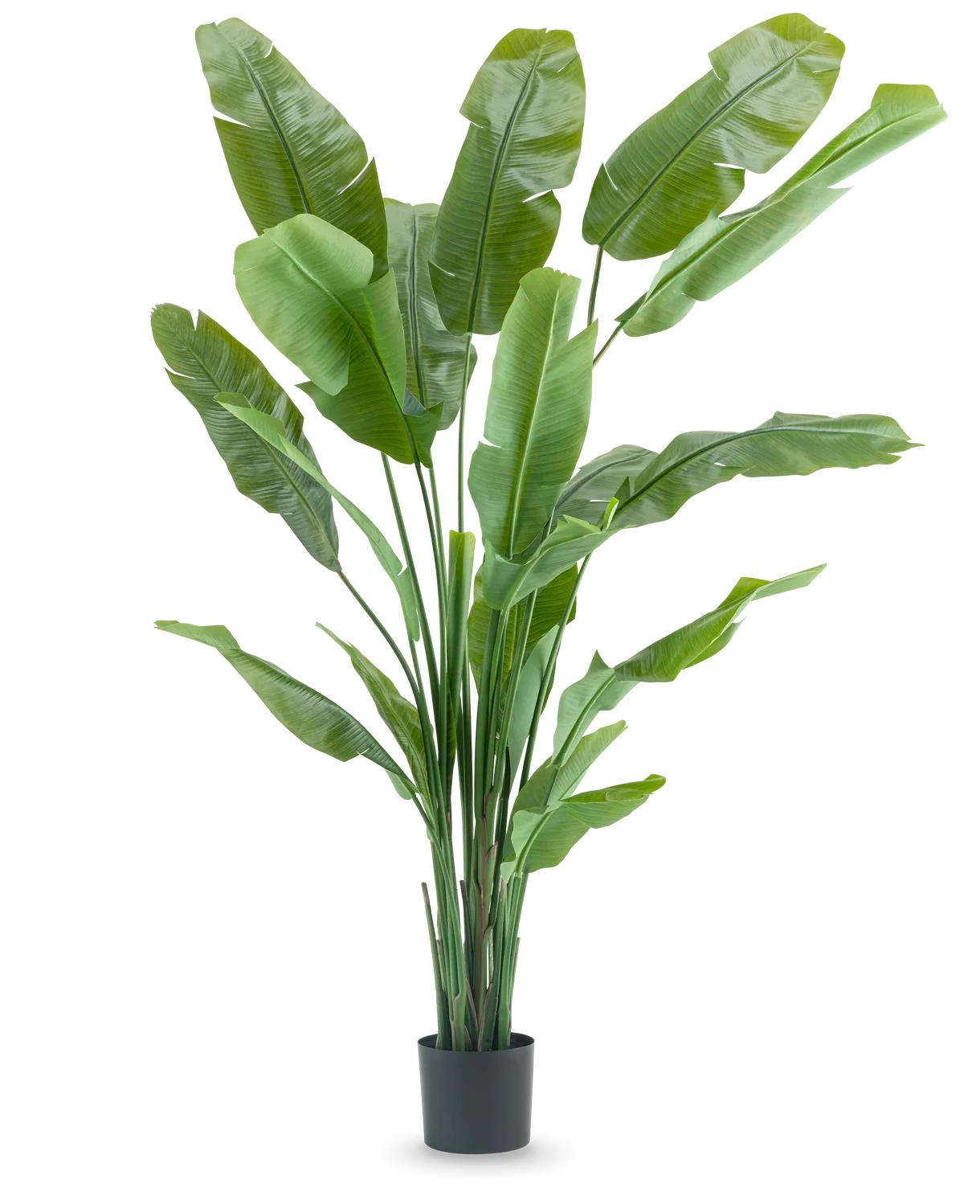 ambiplants Facebook ad: Opptil 40% Rabatt!