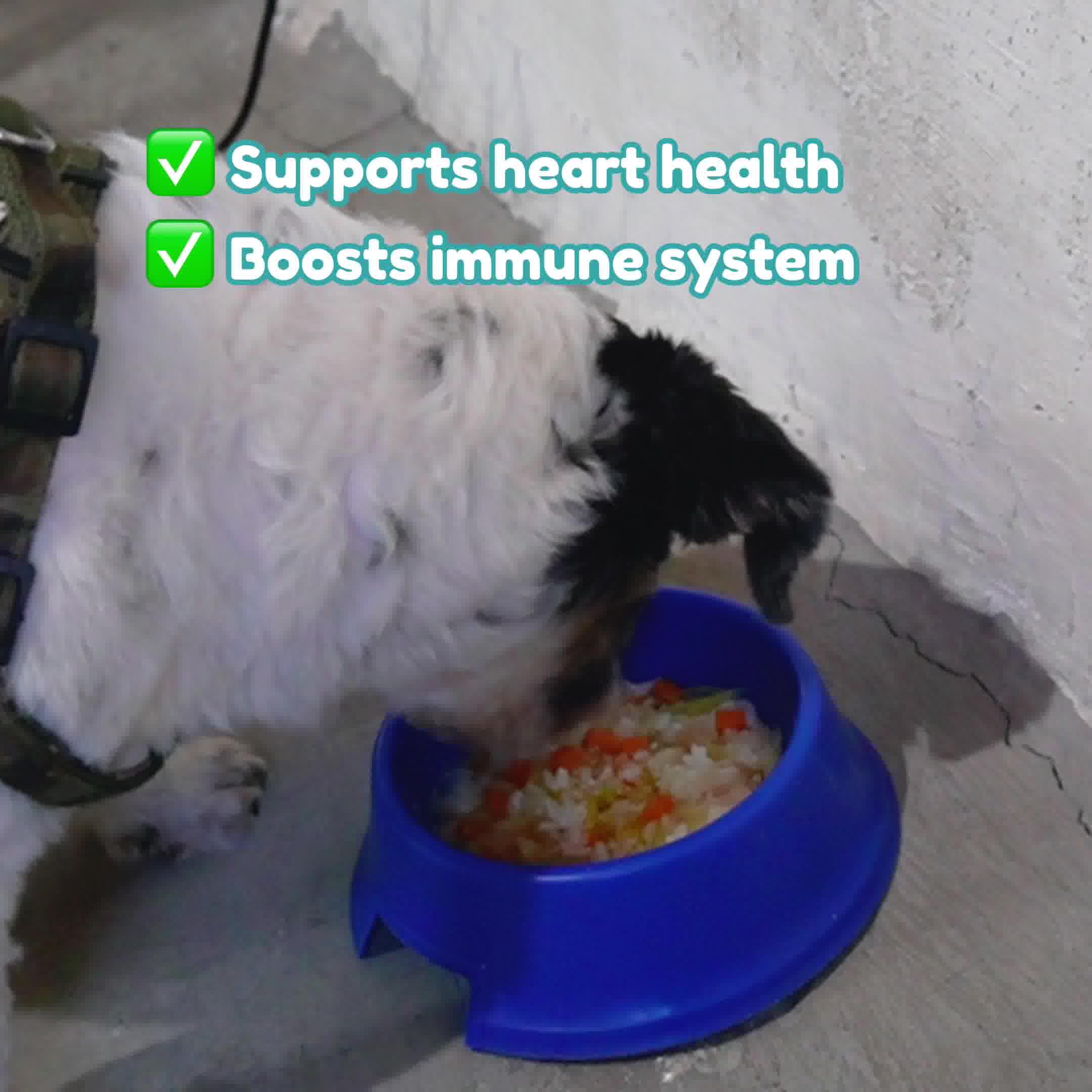Dr Shiba Facebook ad: Elevate Your Dog's Wellness with a Single Drop!