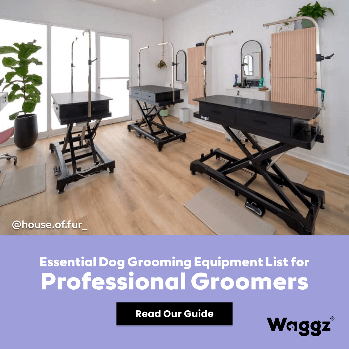 Waggz Facebook ad
