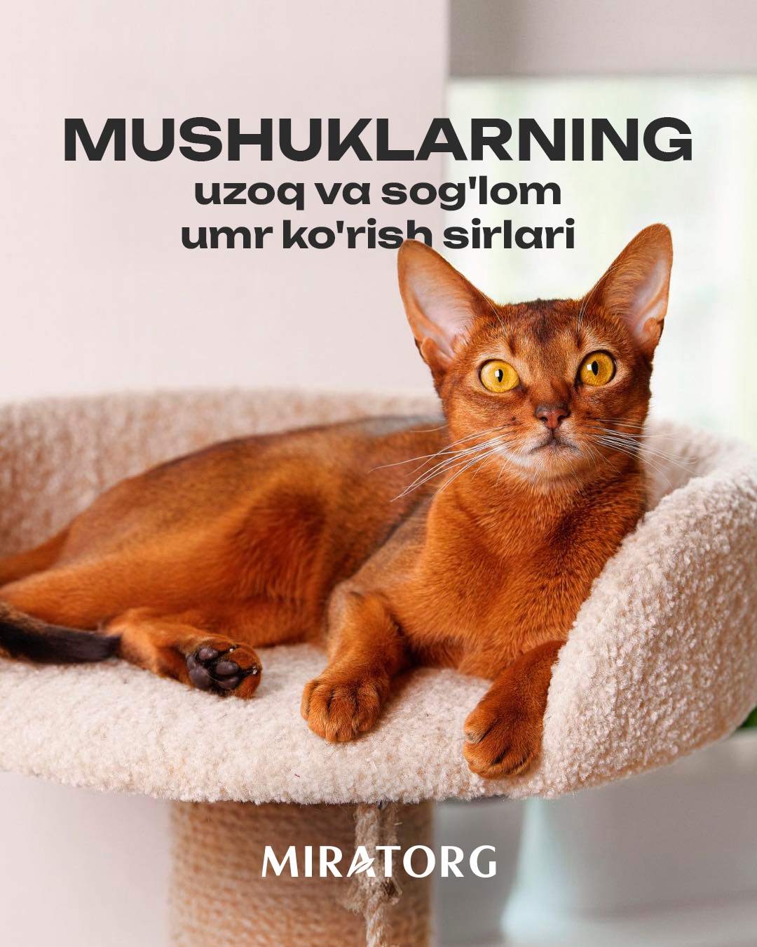 Miratorg Uzbekistan Facebook ad: Miratorg Pet Food (@miratorg_pet_food.uz) • Instagram…