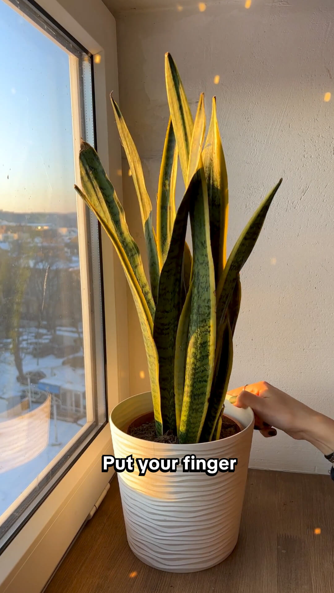 Chloe Bennett - Indoor Jungle Facebook ad: Take a Quiz Now!