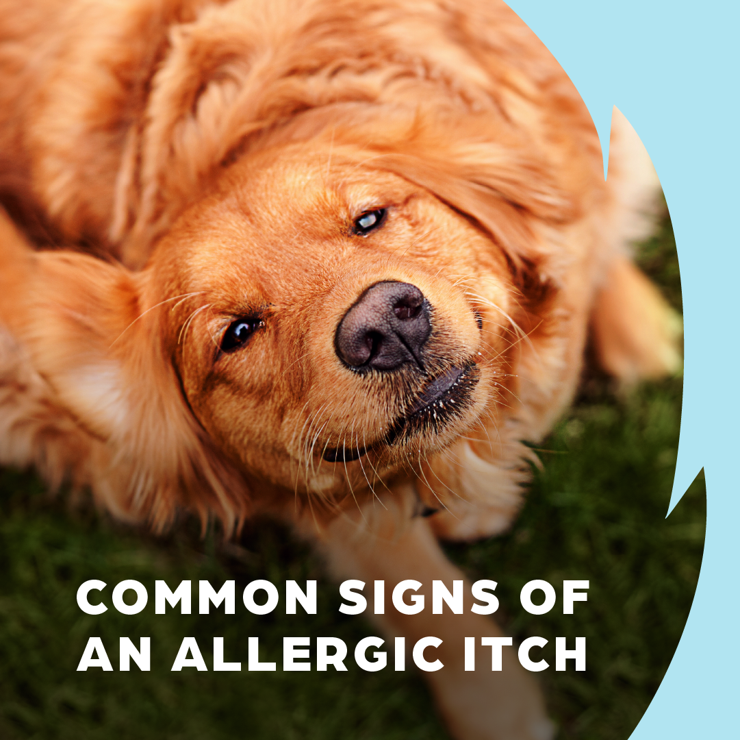 Zoetis Pets Facebook ad: Do you know the signs of allergic itch…