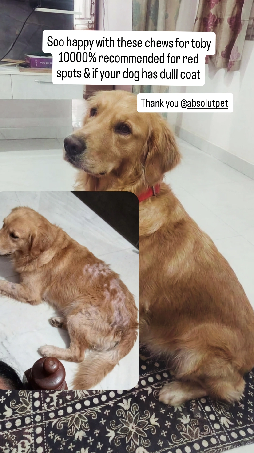 Absolut Pet India Facebook ad