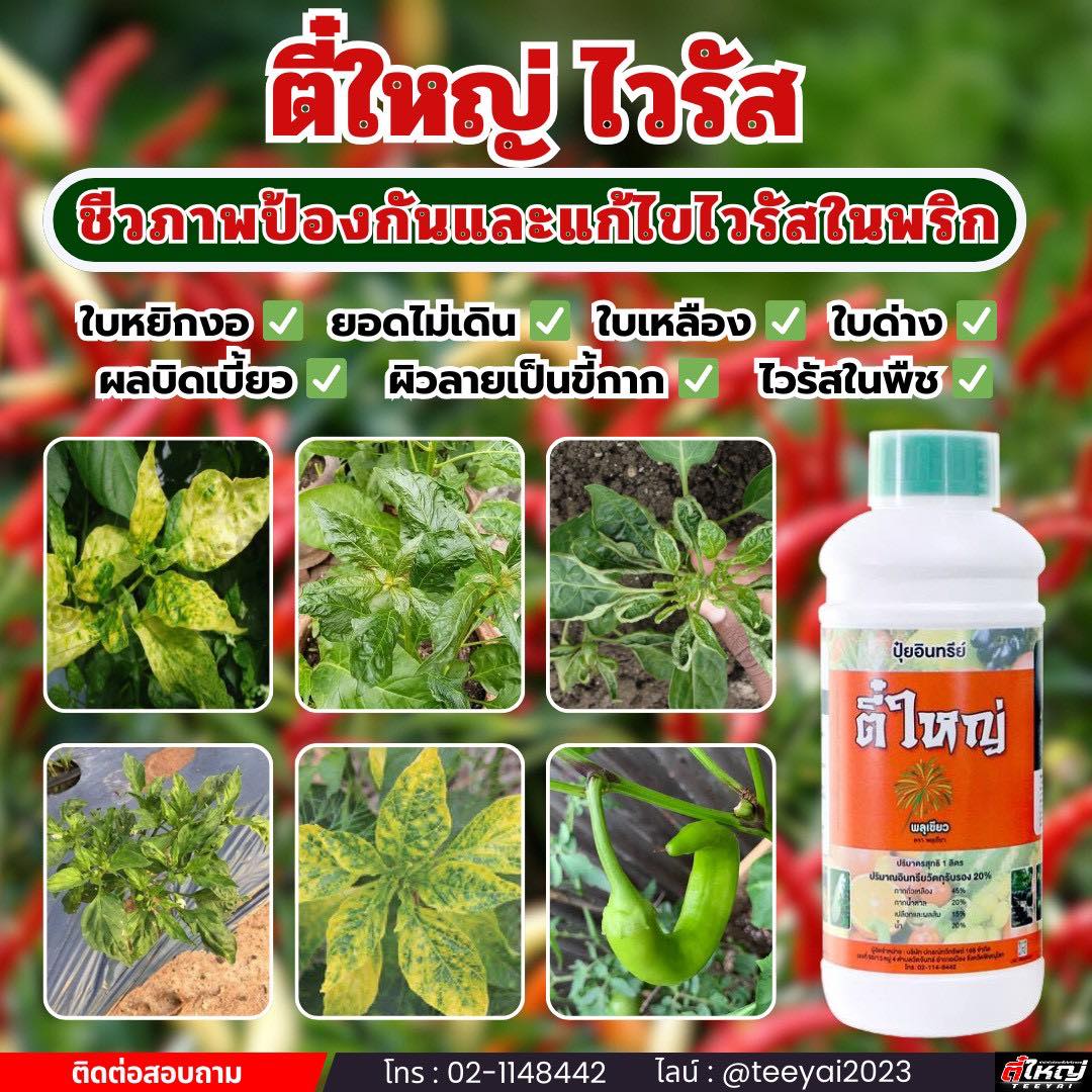 กำจัดโรคเพลี้ยไฟไรแดง โดยตี๋ใหญ่ Facebook ad: เมื่อคุณตั้งใจปลูกพริก