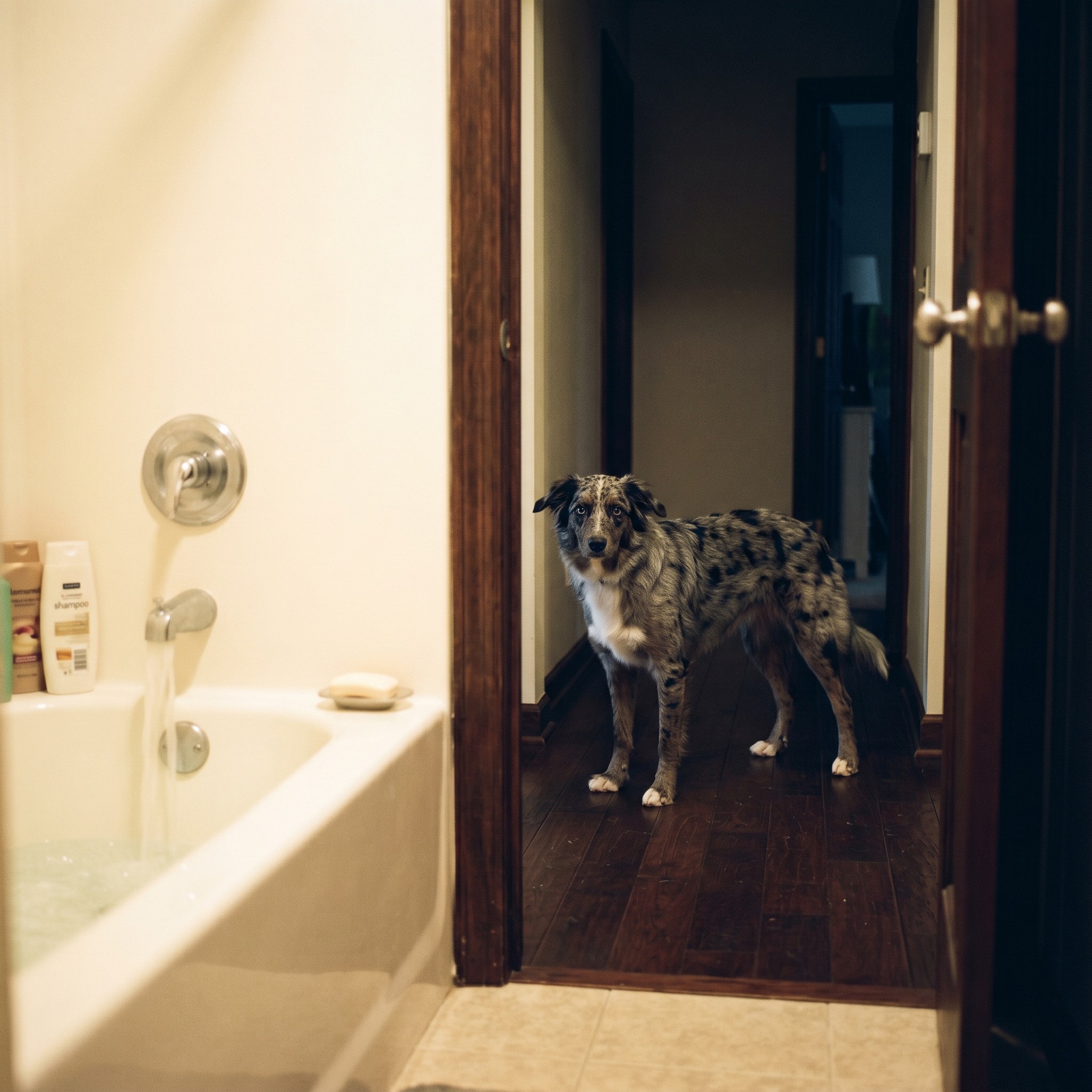 Rafitheminiaussie Facebook ad: 3 Years In, I Finally Know Why My Dog Hates Baths