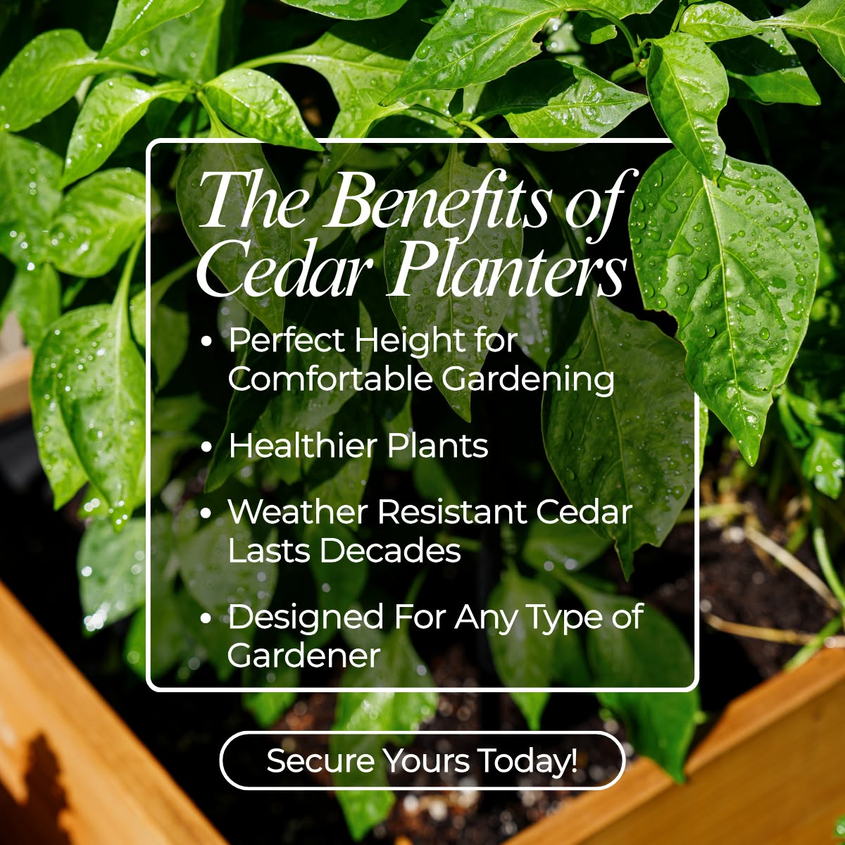 Cedar Planters Facebook ad