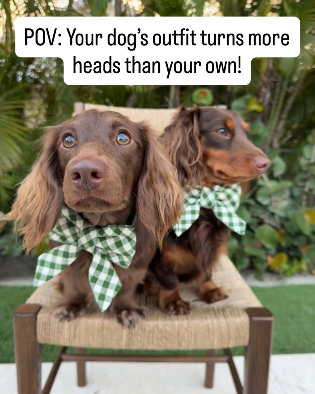 The Foggy Dog Facebook ad
