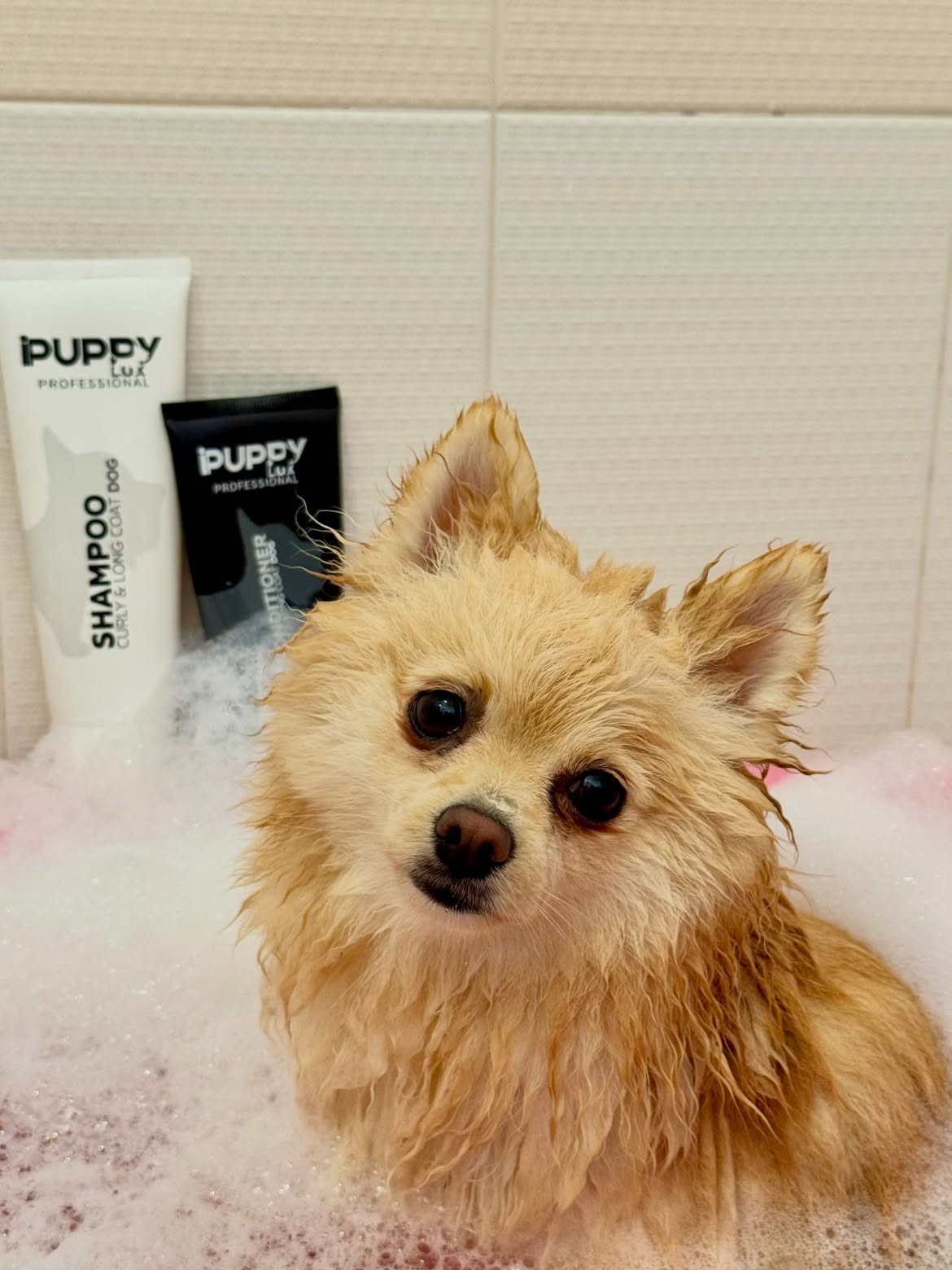 IPuppyLux Professional Facebook ad