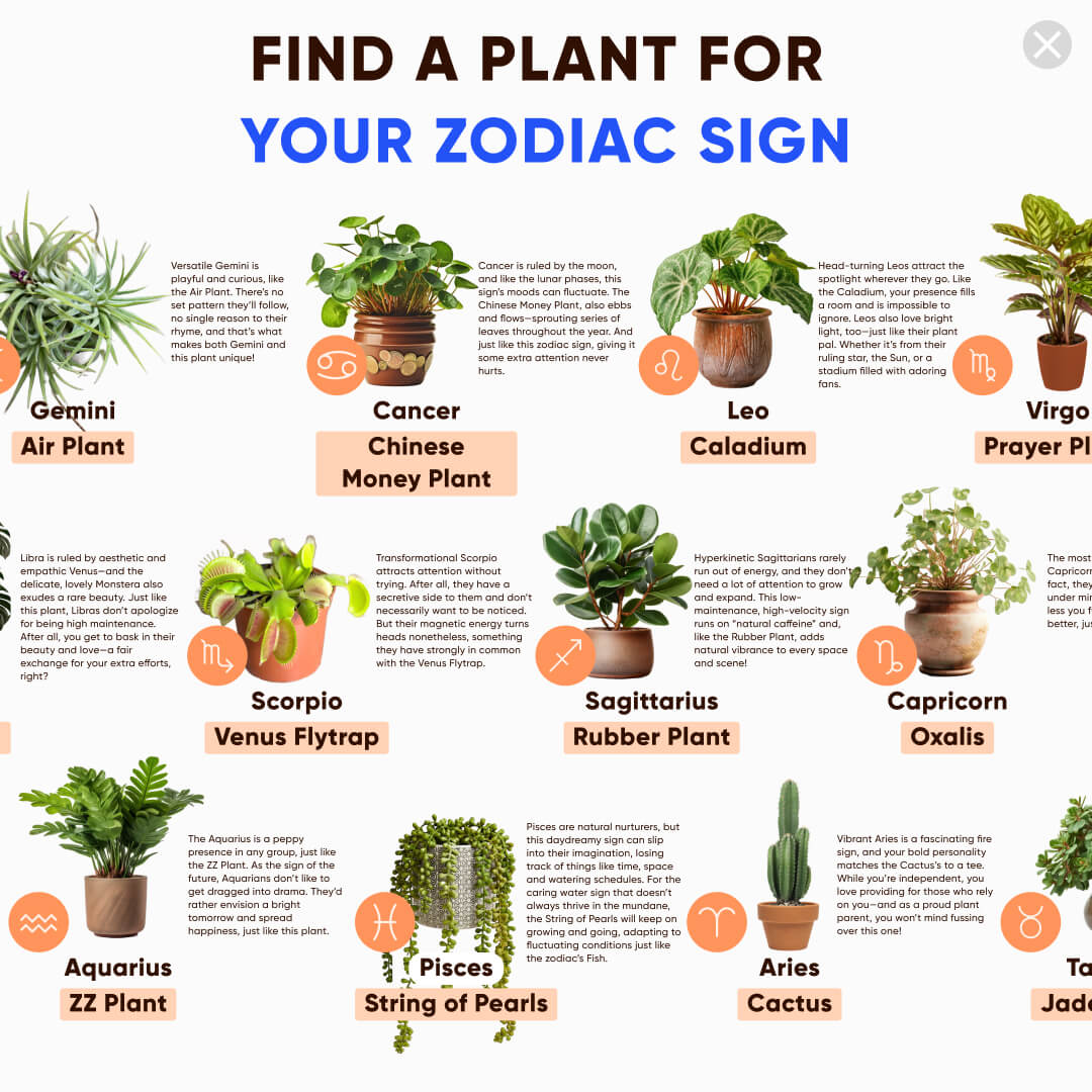 Chloe Bennett - Indoor Jungle Facebook ad: Take a Quiz Now!