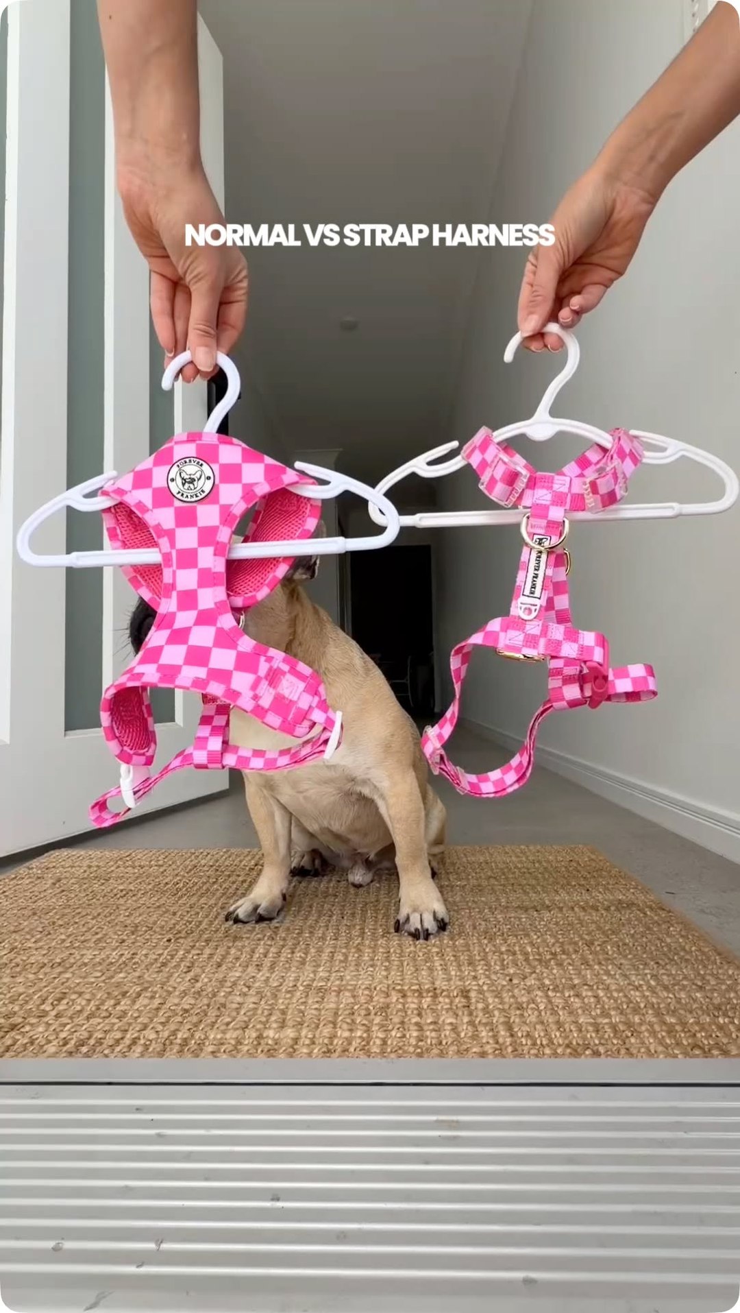 Forever Frankie Dog Accessories Facebook ad: The harness they deserve