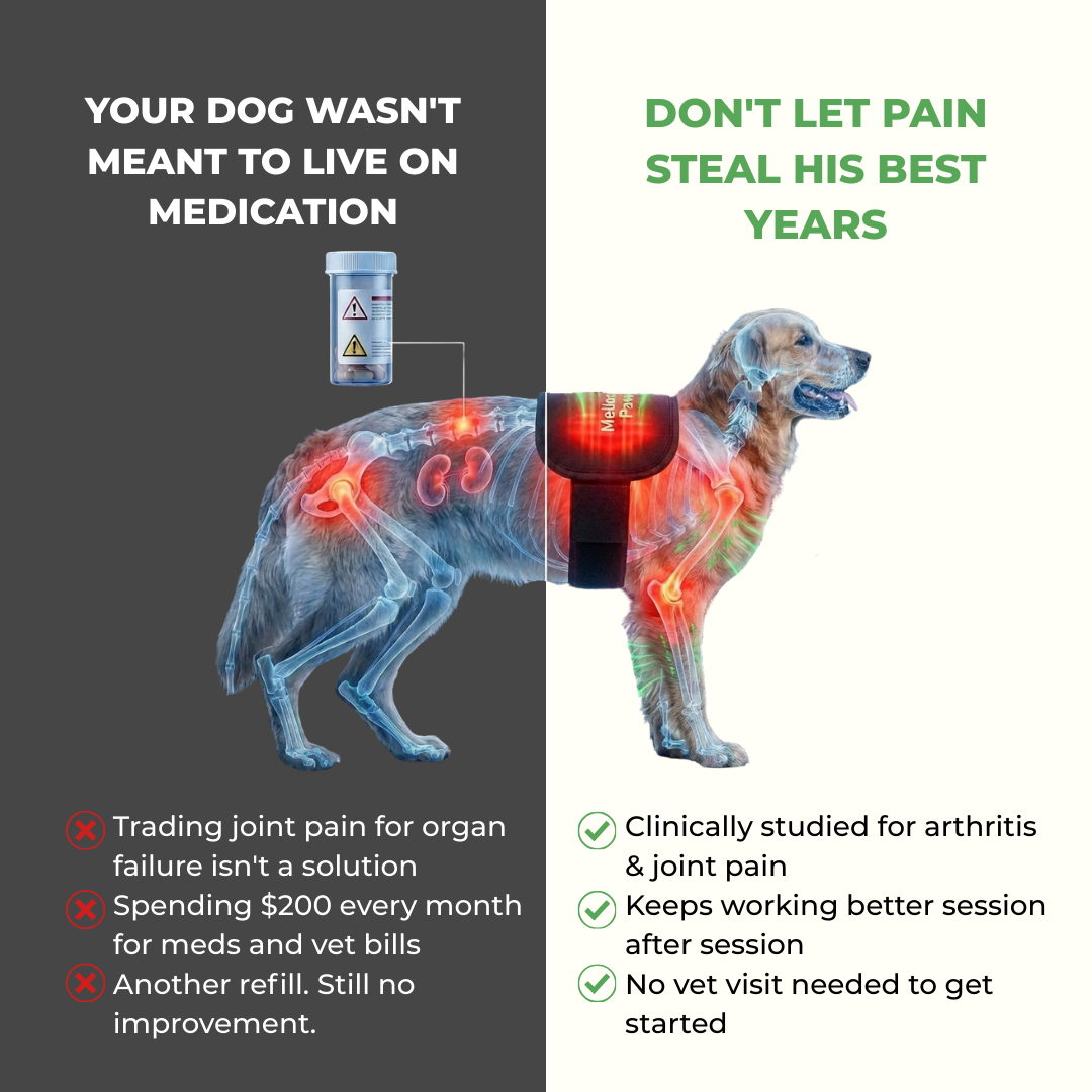 Mellochi Facebook ad: At-Home Red Light Therapy for Dogs