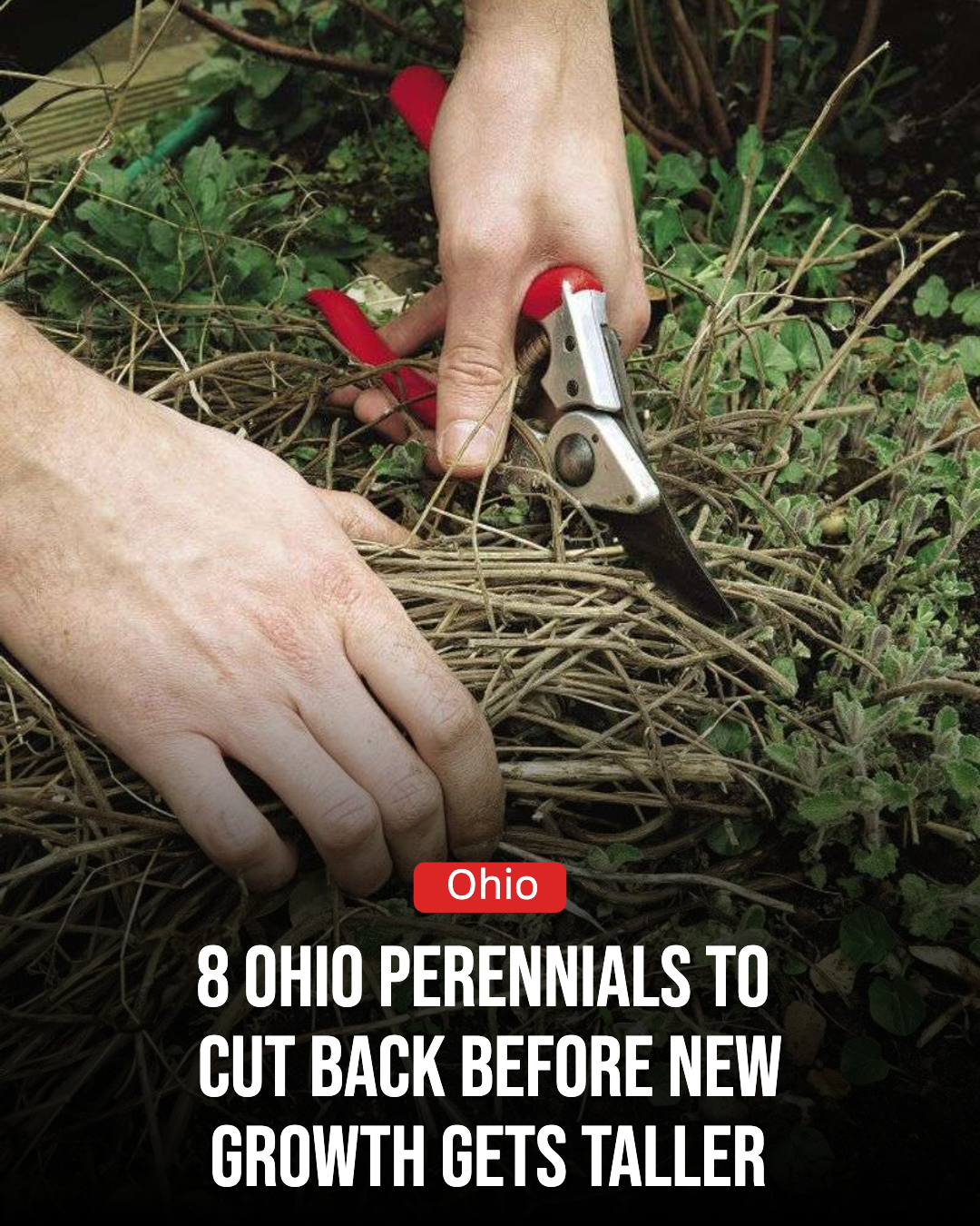 Ohio Gardener Facebook ad: 8 Ohio Perennials To Cut Back Before New Growth Gets Taller