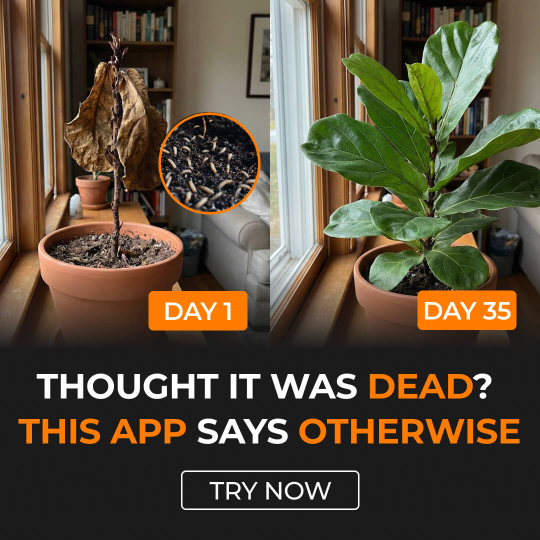 Chloe Bennett - Indoor Jungle Facebook ad: Take a Quiz Now!
