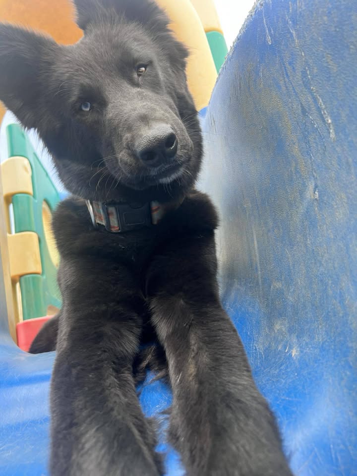 Downtown Dog Resort and Animal Hospital Facebook ad: Outdoor Play + No Commitments