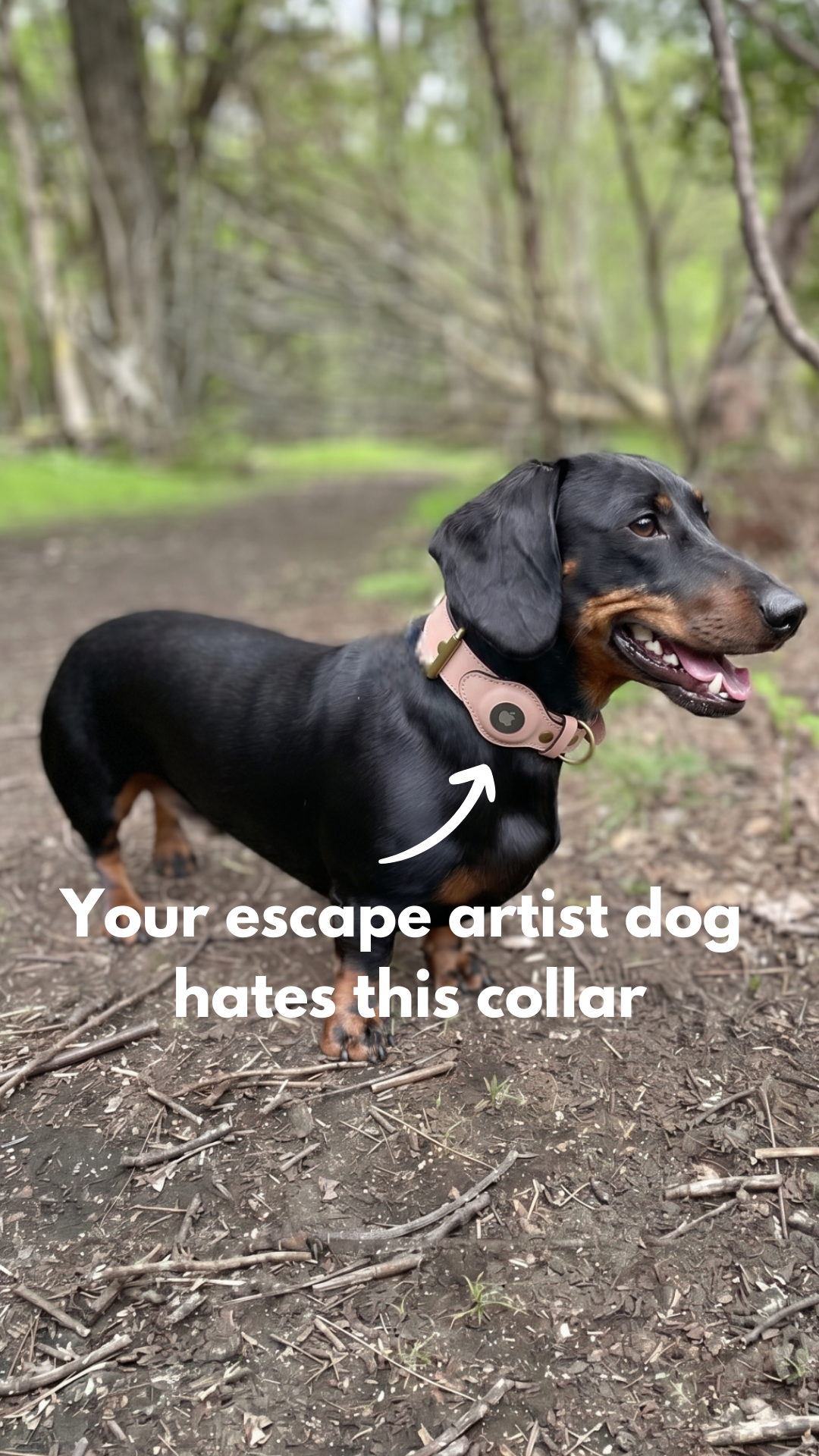 Collar Spot Facebook ad