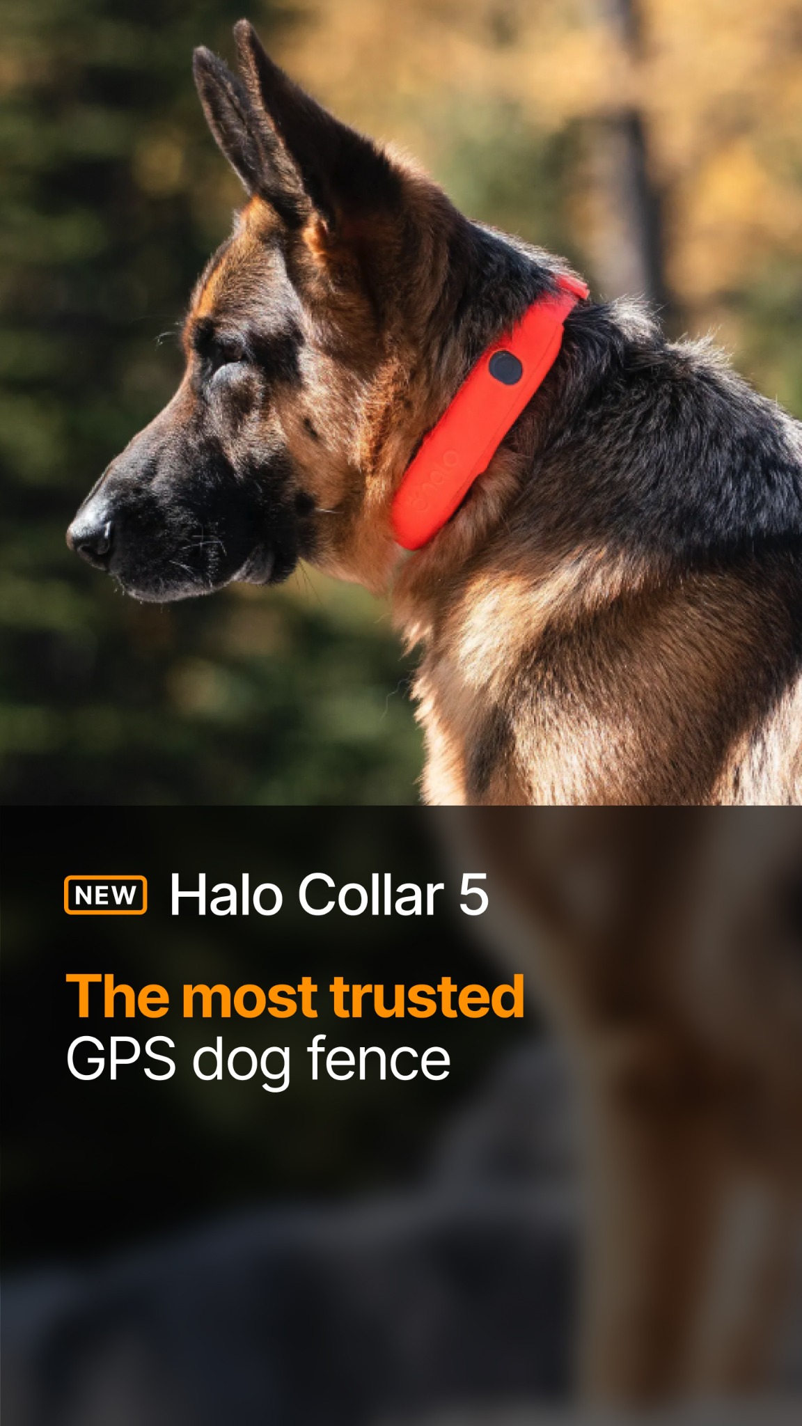 Halo Collar Facebook ad