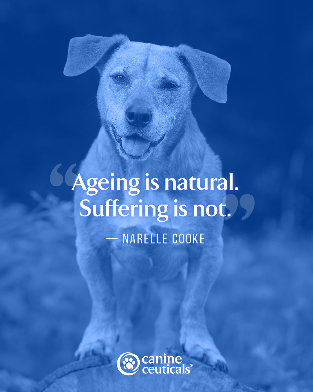CanineCeuticals Facebook ad