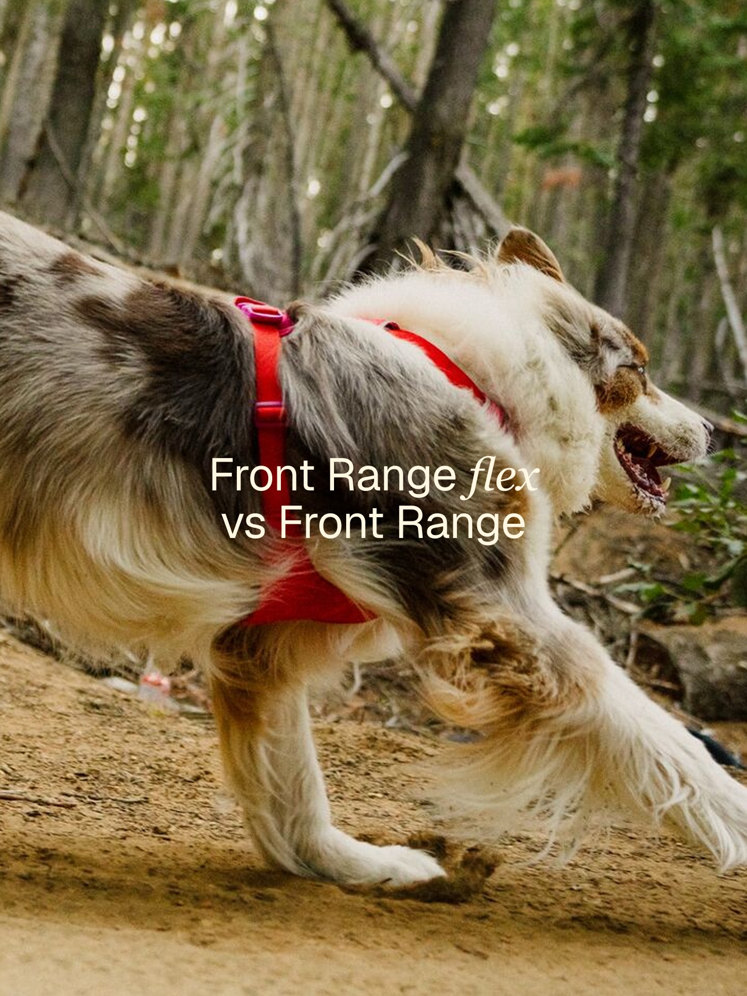 Ruffwear Facebook ad