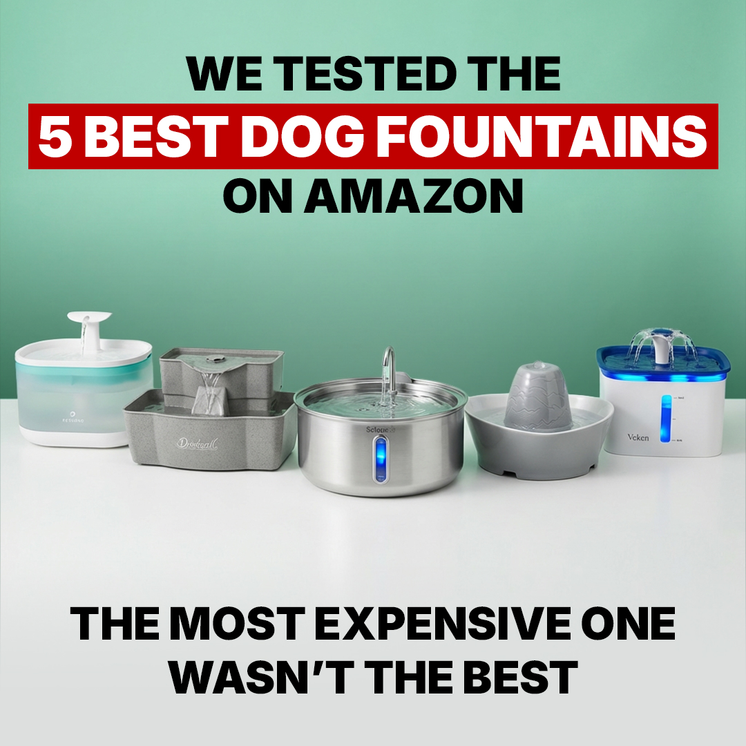 Best Dog Products 2026 Facebook ad