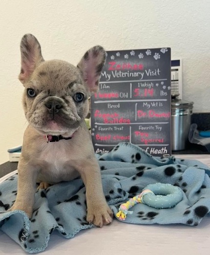 Animal Hospital of Rowlett and Veterinary Clinic Facebook ad
