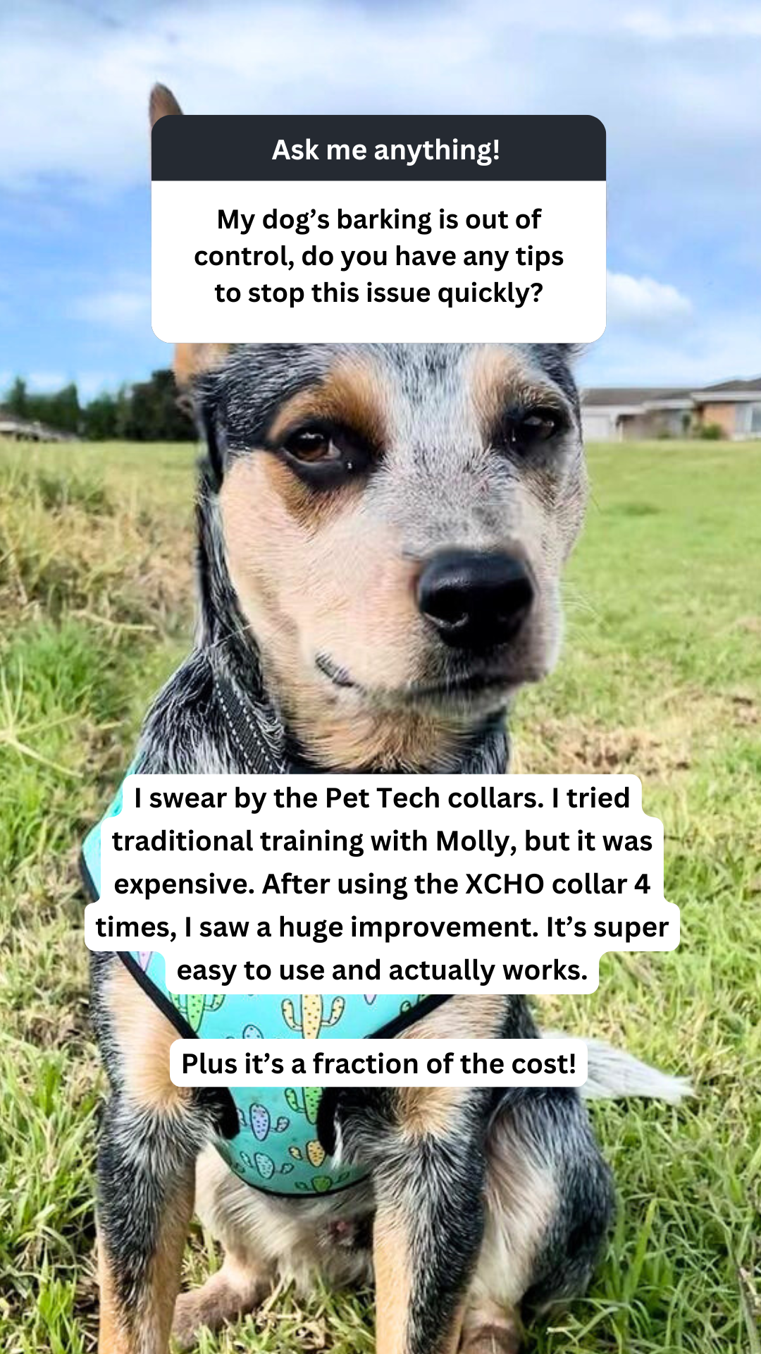 Pet-Tech Facebook ad