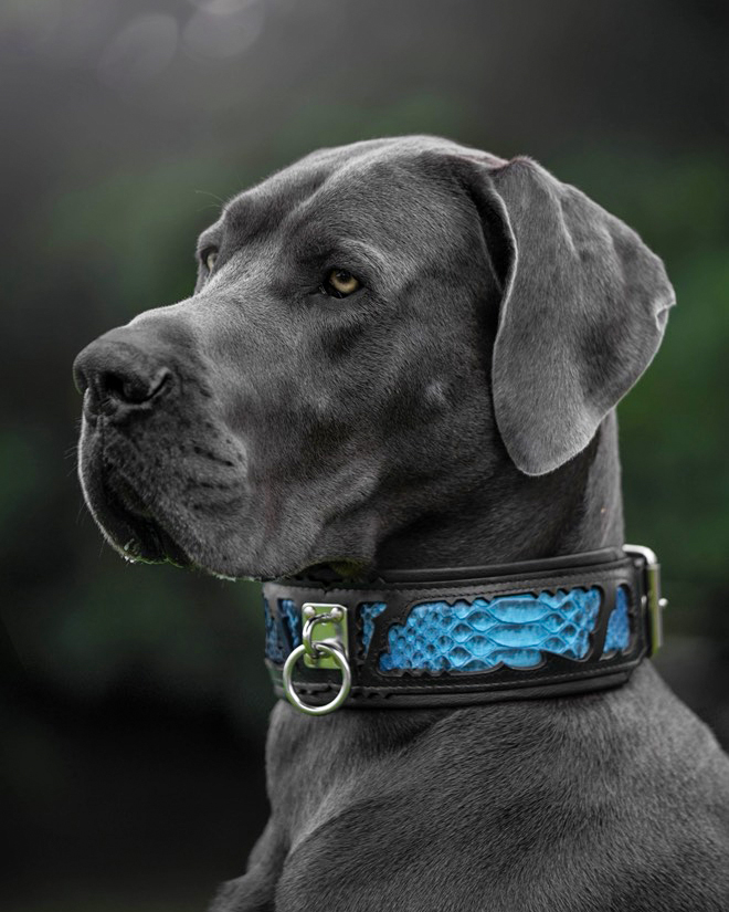 Bestia Collars Facebook ad: Find your Dog’s Unique Style!