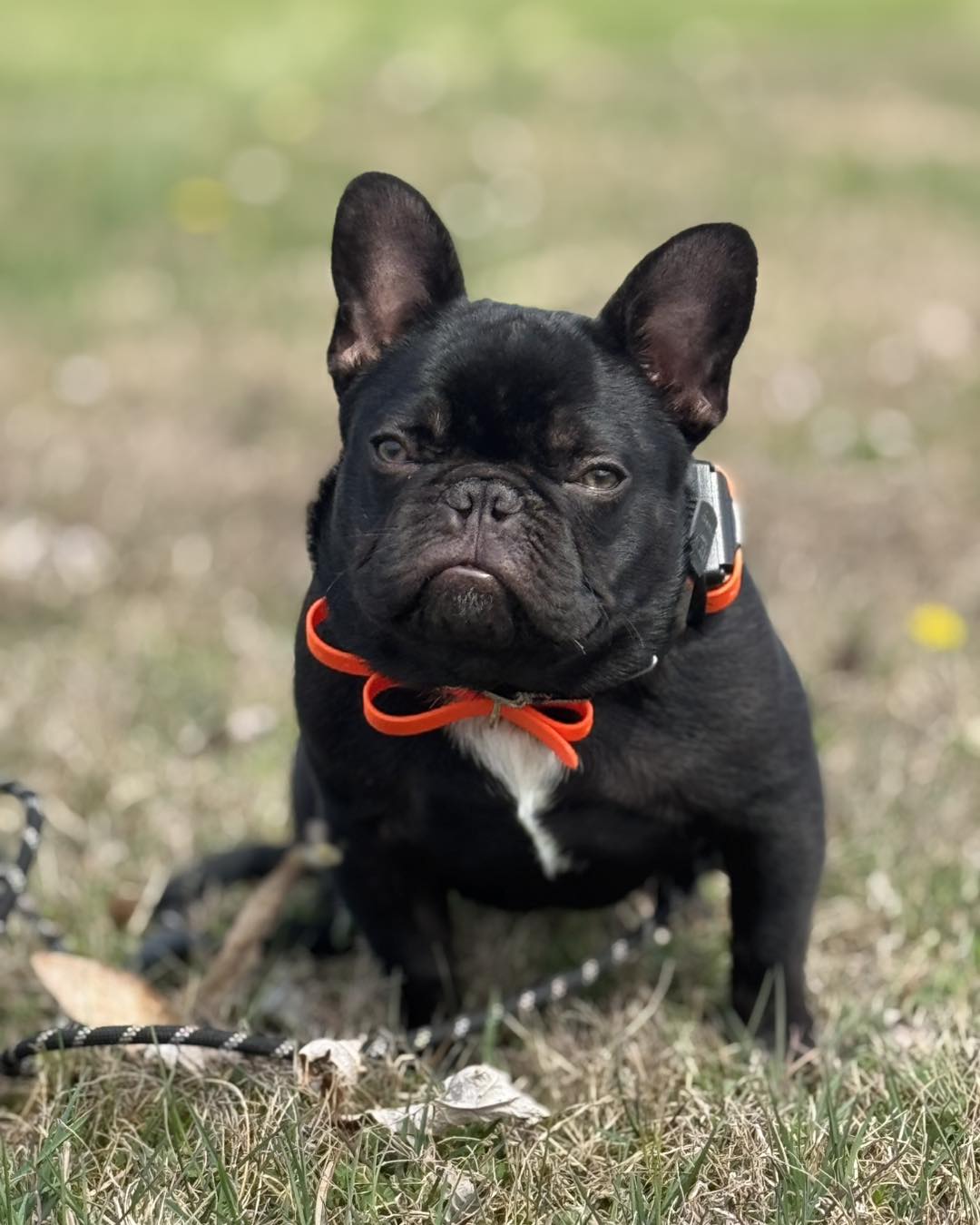 Patterson K9 Academy Facebook ad: Need Dog Training?