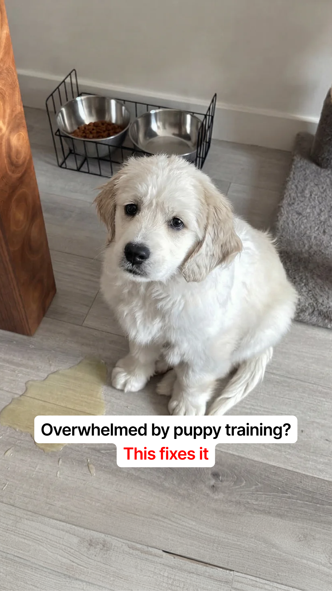 Wearepup. Facebook ad from Mar 14, 2026