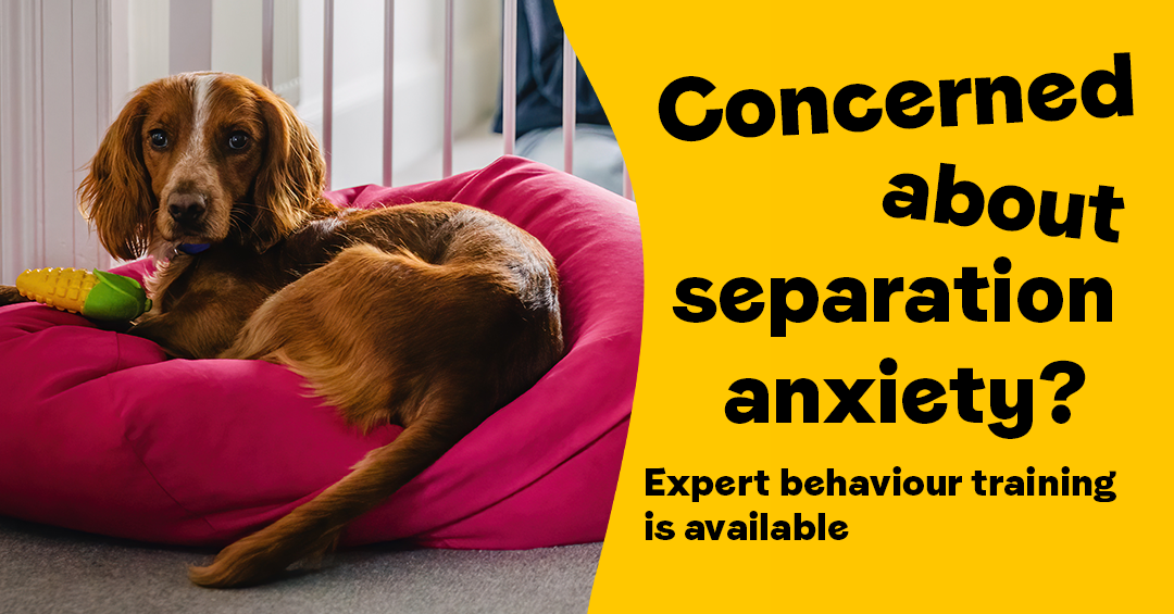 Dogs Trust Facebook ad