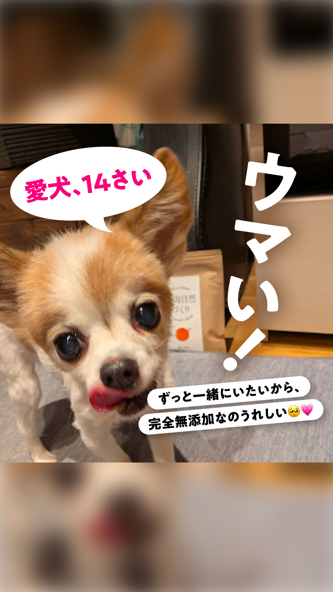 健康いぬ生活 Facebook ad