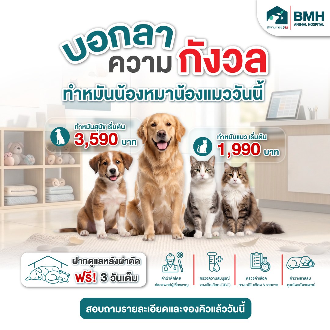 BMH Animal Hospital Baan Mahachai 24hr โรงพยาบาลสัตว์บีเอ็มเอช บ้านมหาชัย Facebook ad