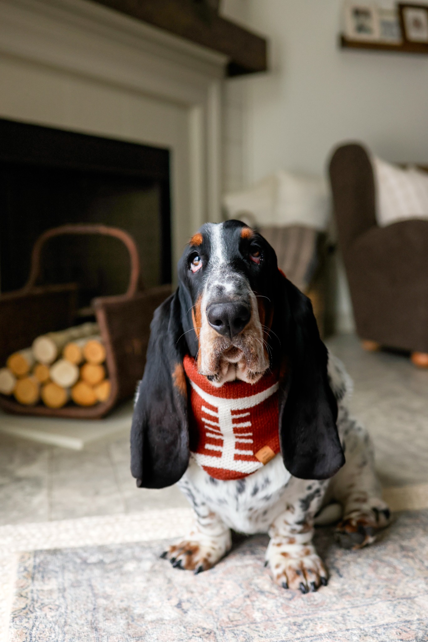 The Foggy Dog Facebook ad