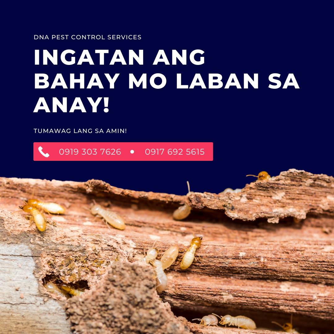 DNA Pest Control Ph Facebook ad: INGATAN ANG BAHAY MO LABAN SA MGA ANAY!