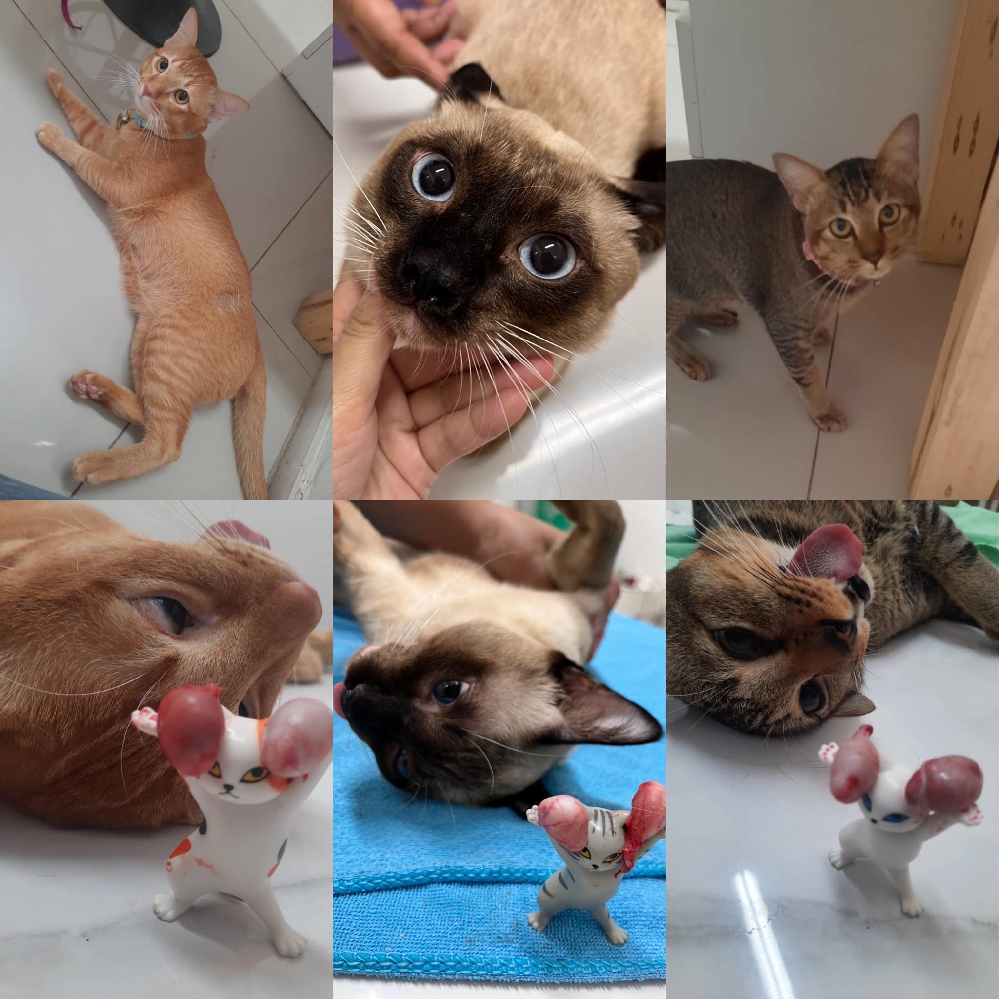MyVet Petclinic คลินิกรักษาสัตว์ ทำฟันขูดหินปูน ทำหมัน ประเวศ กทม Facebook ad