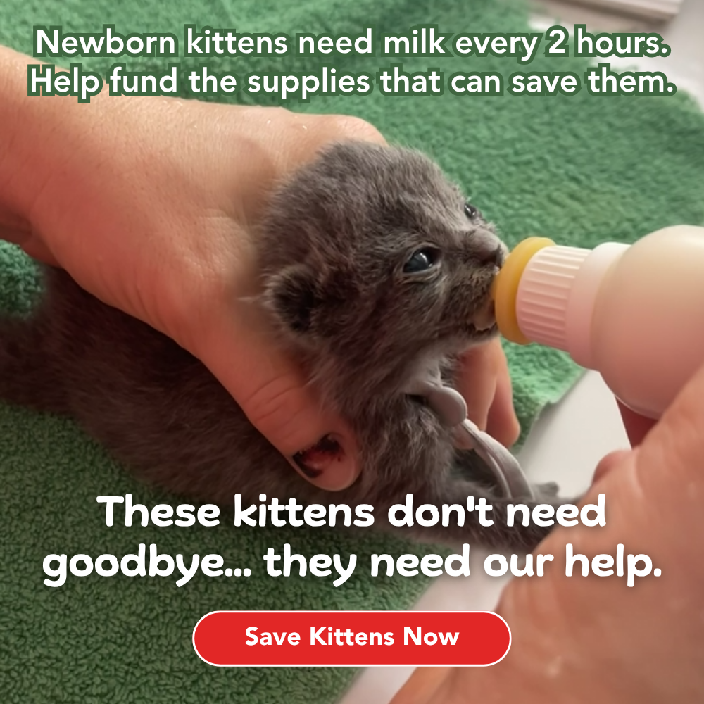 iHeartCats.com Facebook ad